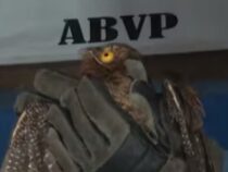 Der Mythen-Code: Wenn der “Geistervogel“ plötzlich vor der Tür liegt