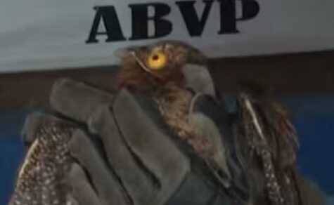Der Mythen-Code: Wenn der “Geistervogel“ plötzlich vor der Tür liegt